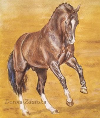 quotdressage-stallion-in-pir