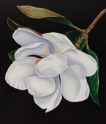 magnolia