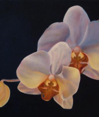 orchidee