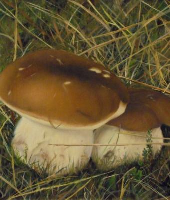 porcini