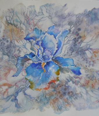 iris-d-inverno