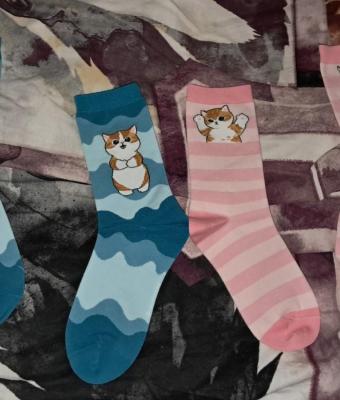 socks-kittens