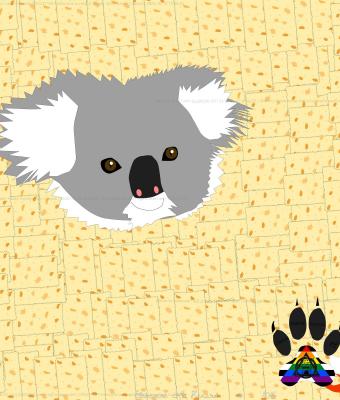 koala-immersed-in-cracker