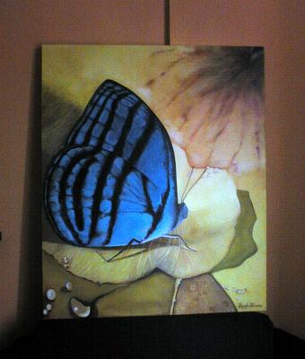 blue-butterfly