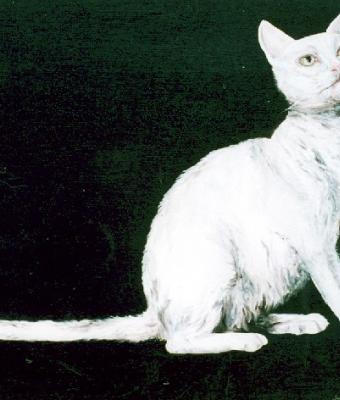 gatto-bianco