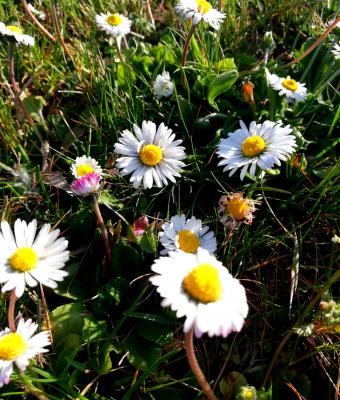 daisies