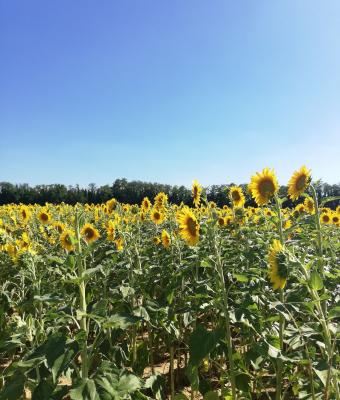 sunflowers