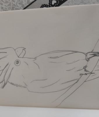 pappagallo-2