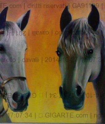 cavalli