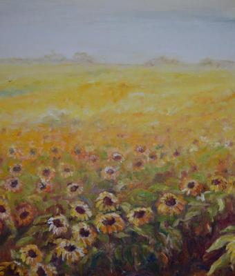 girasoli-in-campo