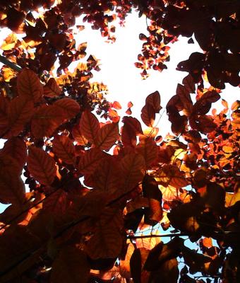 inside-tree