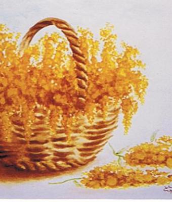 cesto-di-mimosa