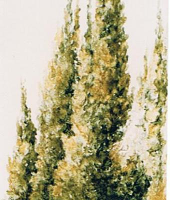cipressi