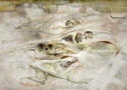 metamorfosi-amp-rielaborazioni