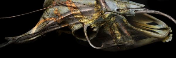 metamorfosi