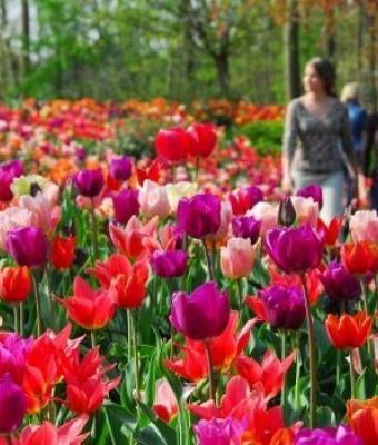 tulipani-castello-di-pralorm