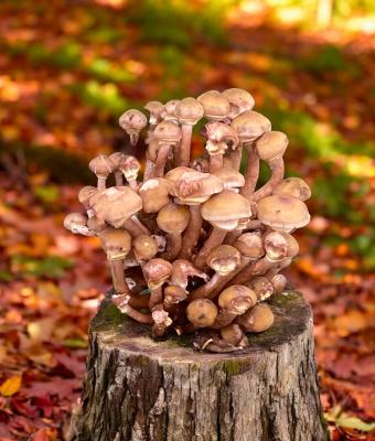 manifesto-del-neosvelamento-g