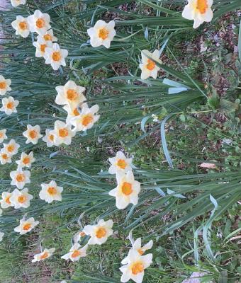 tecniche-costruttive-del-globi