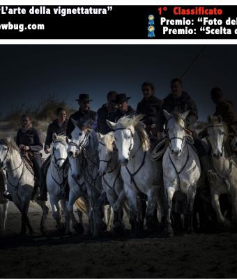 cavalli-in-camargue