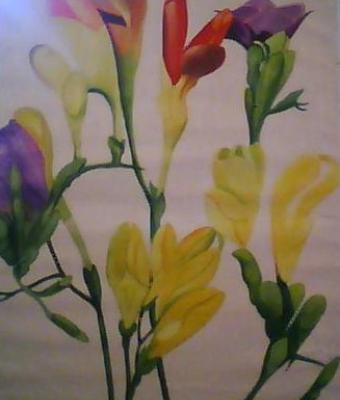 quot-fresie-a-primavera-quo