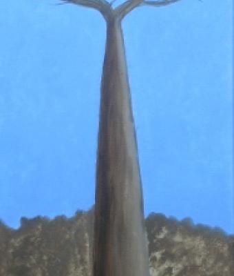 baobab