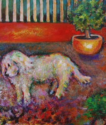 cane-sul-terrazzo