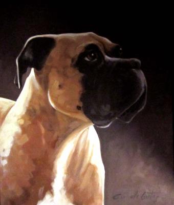boxer