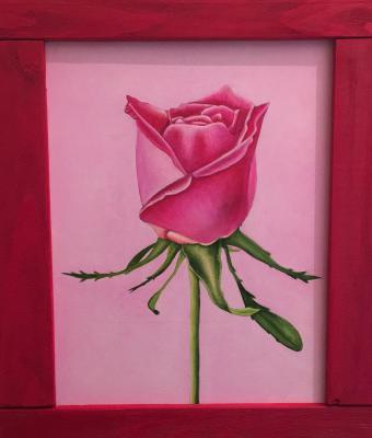 rosa-rossa-appena-sbocciata