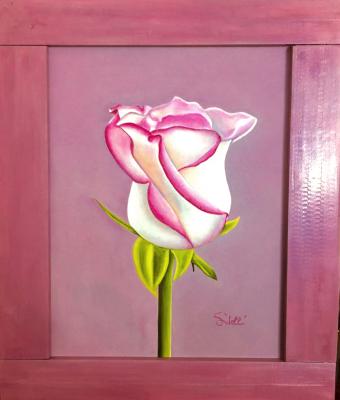 rosa-bianca-e-fuxia