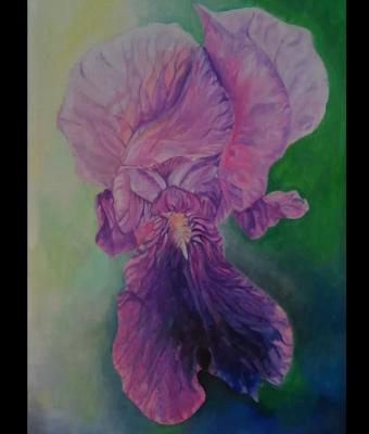 iris