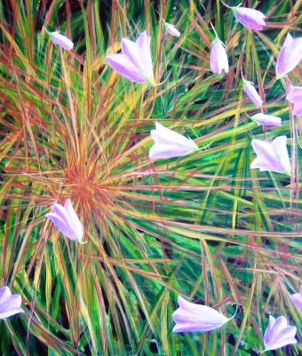 campanule-sull-isola-di-sylt