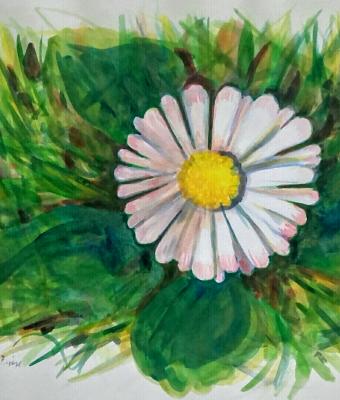 daisy