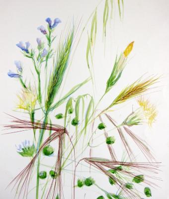 fiori-di-campo