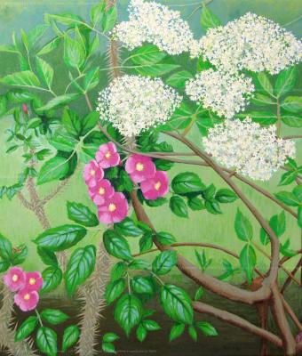 rosa-canina-e-sambuco-in-fiore