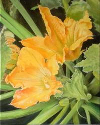 fiori-di-zucchine