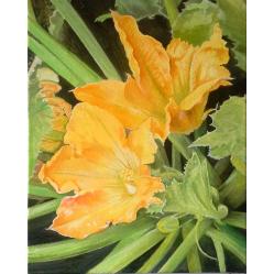 fiori-di-zucchine