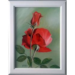 rosa-rossa