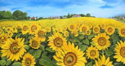 campo-di-girasoli