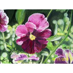 viola-del-pensiero