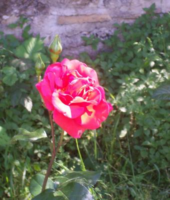 rosa-di-luce