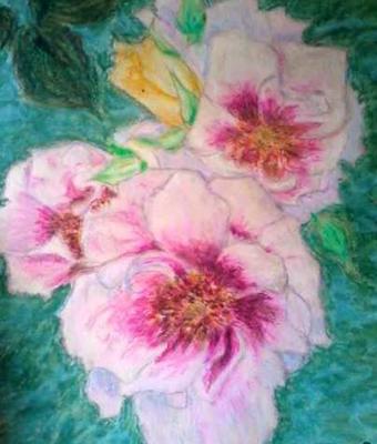 bicolor-roses