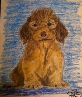 little-dog