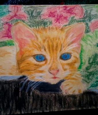 red-kitten