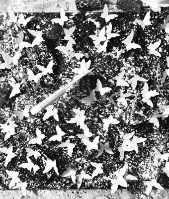 fucking-mariposa