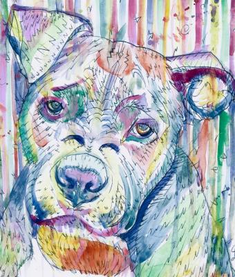 pit-bull