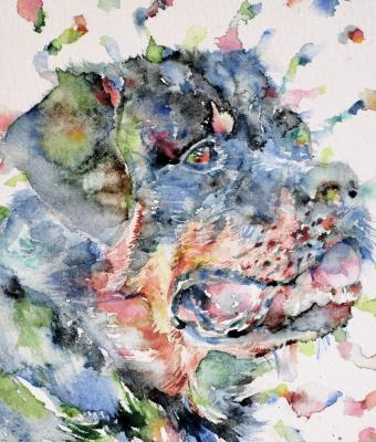 rottweiler