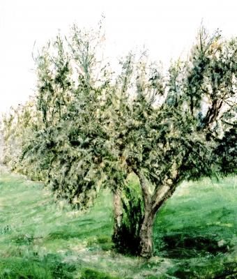 olivastro
