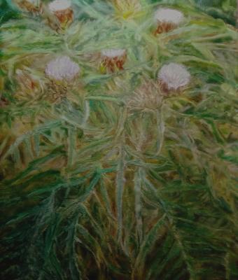 cespo-di-cardi-in-fiore