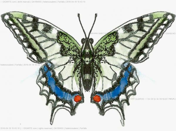 farfalla
