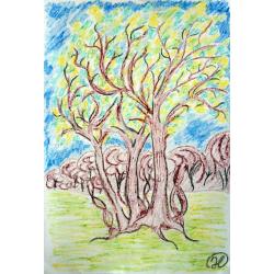 disegni